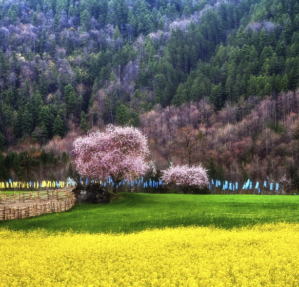 2025.3.25 桃花源記：林芝桃花、然烏冰川、雅魯藏布春色攝影團(tuán)