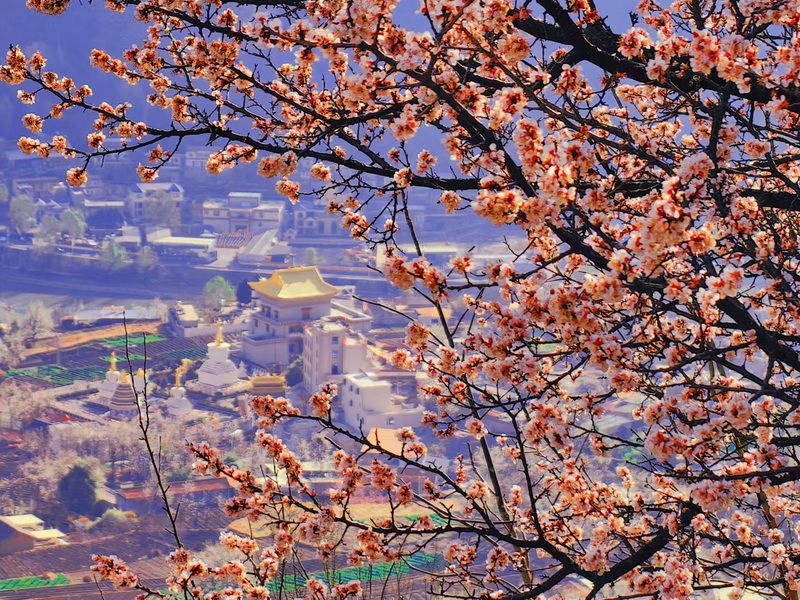 金川-1